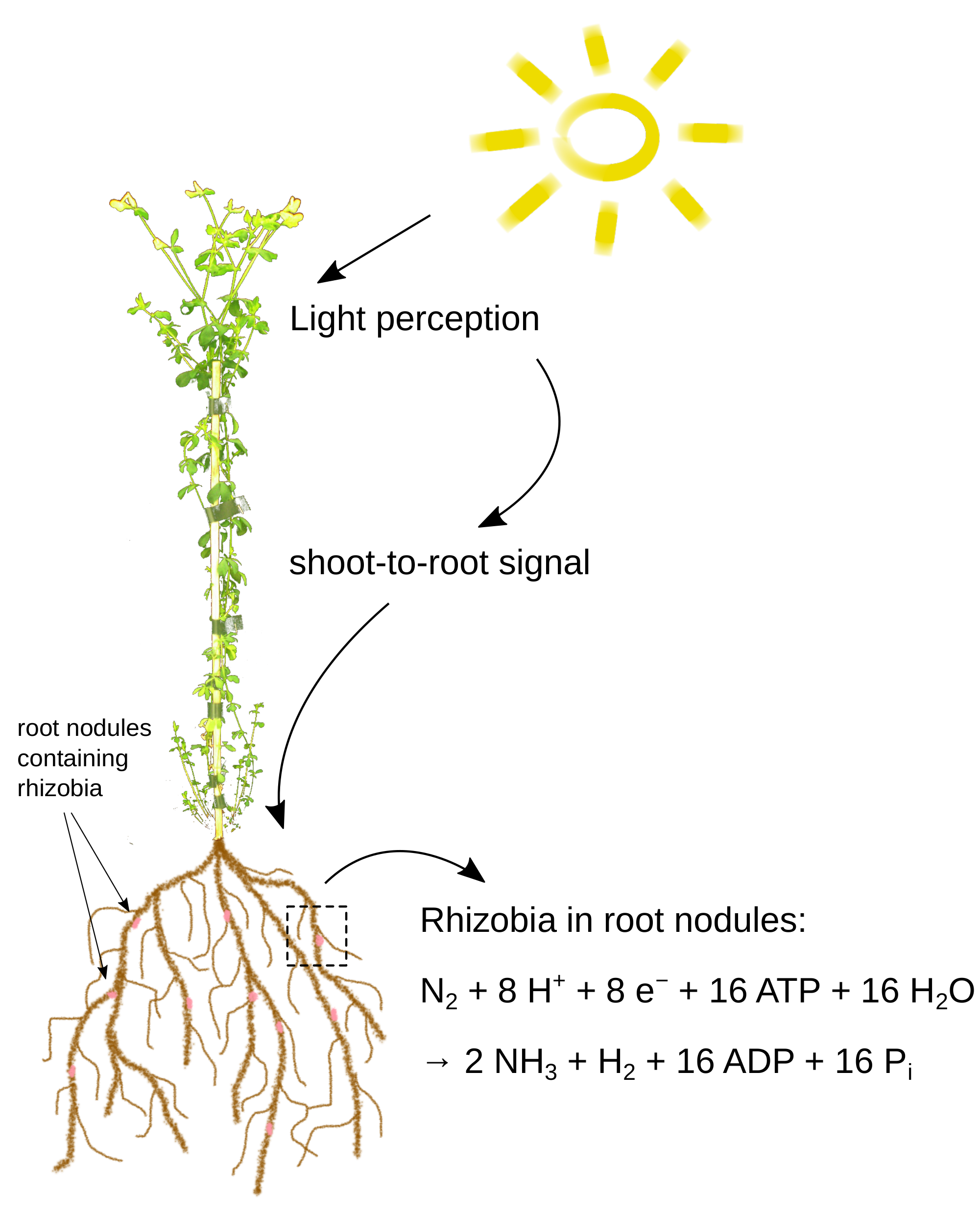Fig. 4: Symbiotic nitrogen fixation.
