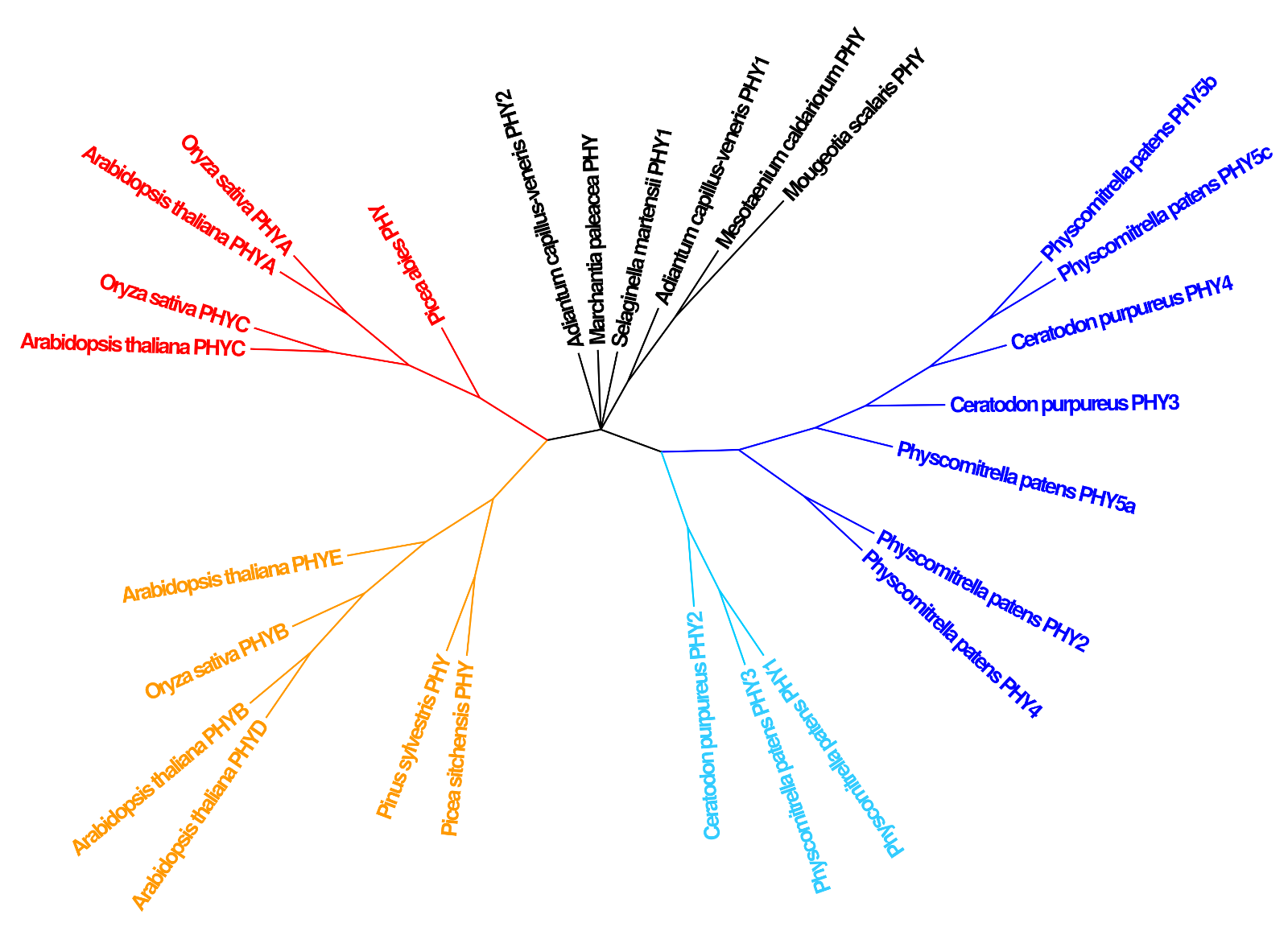 Fig. 5: Phylogenetic tree for phytochromes.